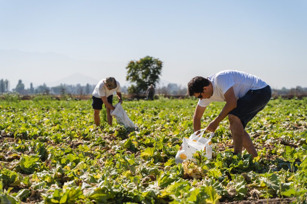 Fotografía de unas personas cosechando en el campo